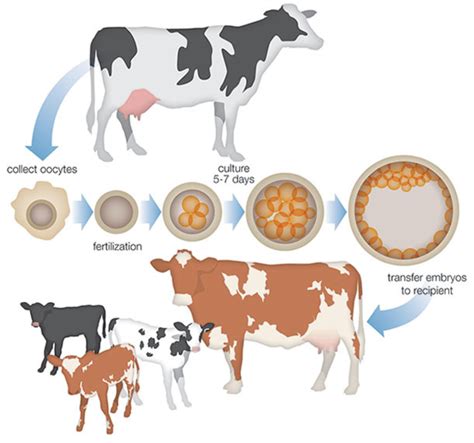 What Is Fertilization In Farm Animals